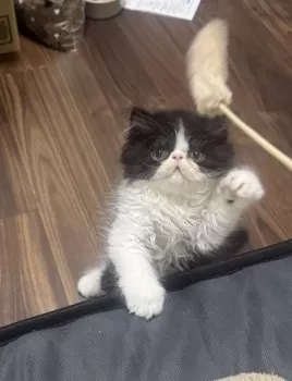 M.M 様のお迎えした子猫