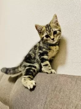アップルクローバー 様のお迎えした子猫