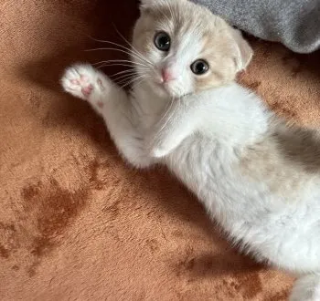 emnico 様のお迎えした子猫