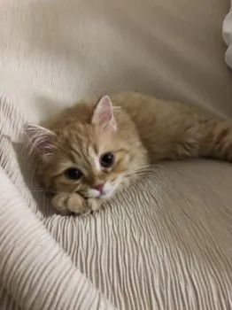 Y 様のお迎えした子猫