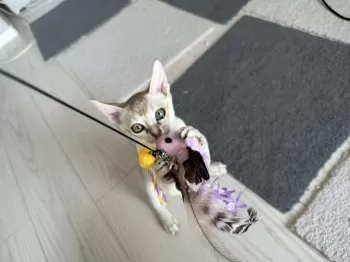 R.N 様のお迎えした子猫