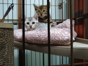 ギガンテス 様のお迎えした子猫