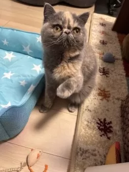 A.K 様のお迎えした子猫