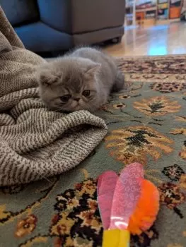 S.Y 様のお迎えした子猫