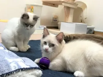 jun 様のお迎えした子猫