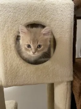 Team Siberian 様のお迎えした子猫