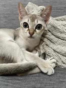 C.H 様のお迎えした子猫