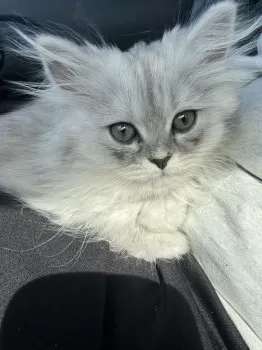 A.Y 様のお迎えした子猫