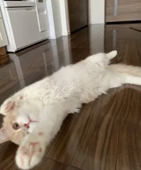 R.K 様のお迎えした子猫