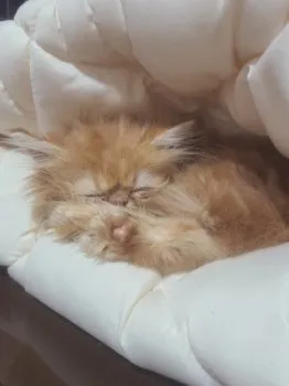 5838 様のお迎えした子猫