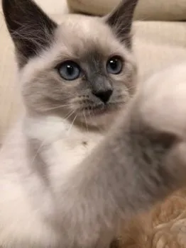 ゆか 様のお迎えした子猫