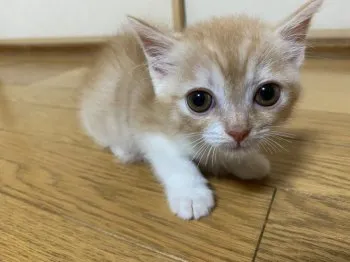 N.U 様のお迎えした子猫