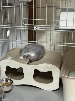 T.Ｉ 様のお迎えした子猫