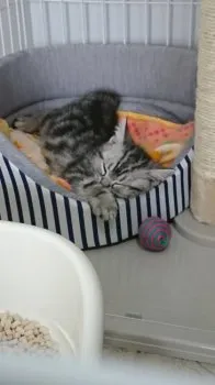 マルファミリー 様のお迎えした子猫