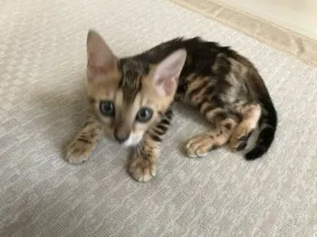 潤子 様のお迎えした子猫