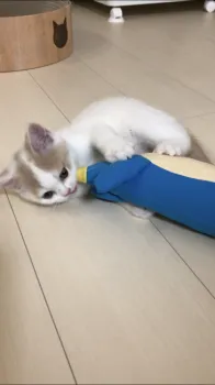 R 様のお迎えした子猫