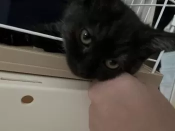 R.Y 様のお迎えした子猫