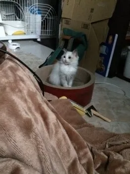 おおたけ 様のお迎えした子猫