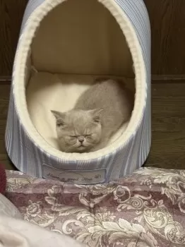 T.M 様のお迎えした子猫