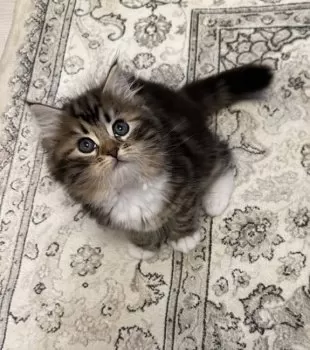 S.Ｉ 様のお迎えした子猫