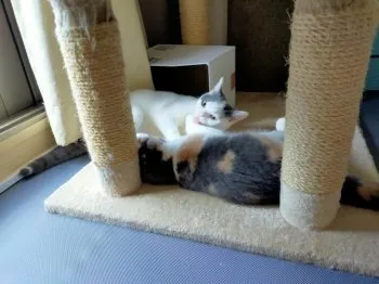 catseye 様のお迎えした子猫