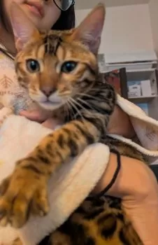 エリカ 様のお迎えした子猫