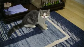 みぃちゃん 様のお迎えした子猫