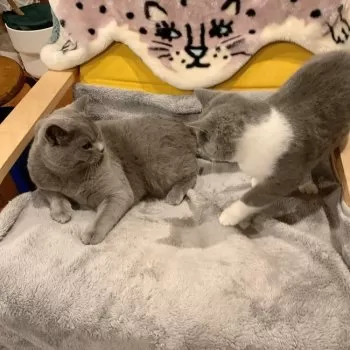 YM 様のお迎えした子猫