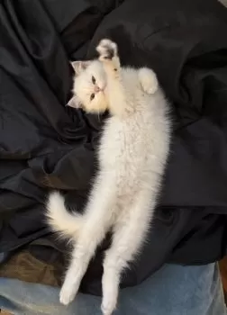 M.N 様のお迎えした子猫