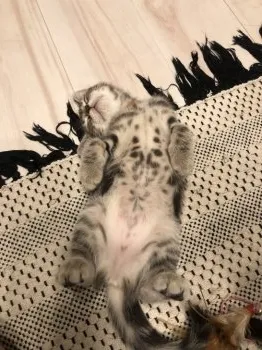 モカ 様のお迎えした子猫