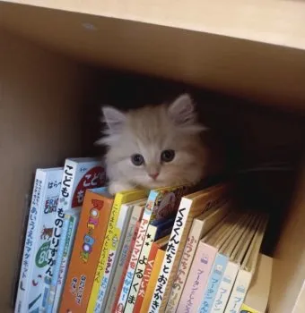 T.S 様のお迎えした子猫
