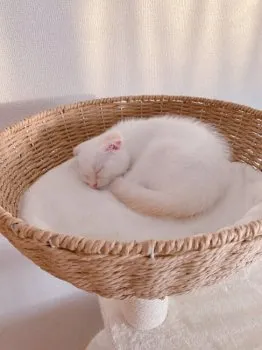 R.Y 様のお迎えした子猫