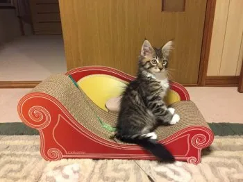 カズバズ 様のお迎えした子猫