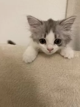 sora 様のお迎えした子猫