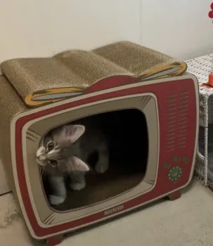 のん☆ 様のお迎えした子猫