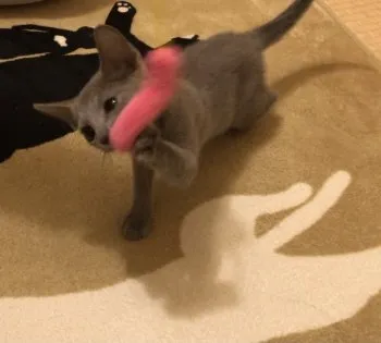 コタン 様のお迎えした子猫
