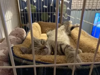S.H 様のお迎えした子猫