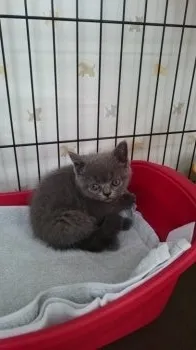 まるくんのママ 様のお迎えした子猫