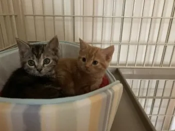 Y・A 様のお迎えした子猫