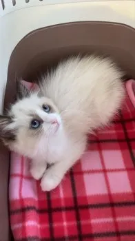 D.E 様のお迎えした子猫