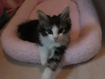 油そば 様のお迎えした子猫
