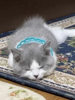 こま 様のお迎えした子猫