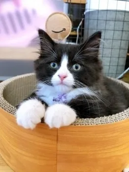 モモ 様のお迎えした子猫