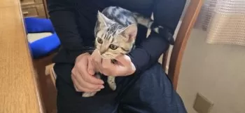 えいしん 様のお迎えした子猫