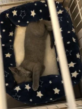 あつぷー 様のお迎えした子猫