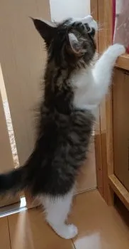 しー 様のお迎えした子猫