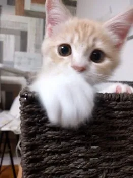 moizu 様のお迎えした子猫