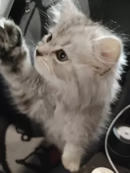N.T 様のお迎えした子猫