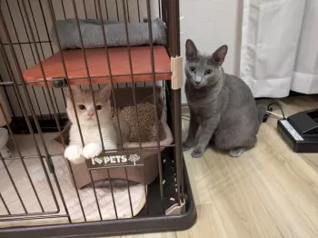 T.Ｉ 様のお迎えした子猫