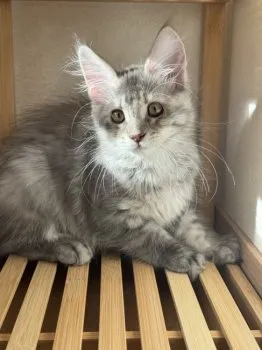 ちいかま 様のお迎えした子猫